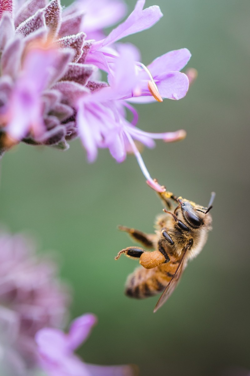 Role of Bees in Pollination