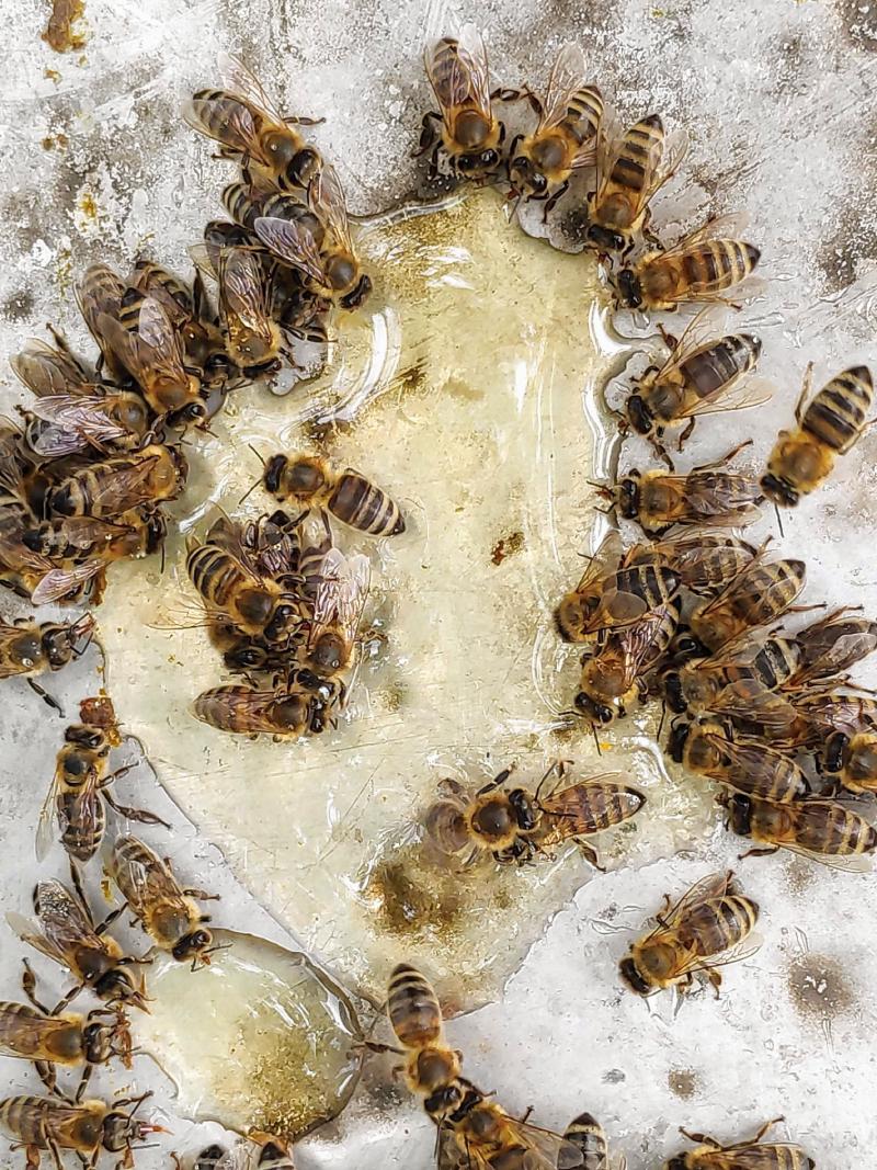 Consequences of Declining Bee Populations