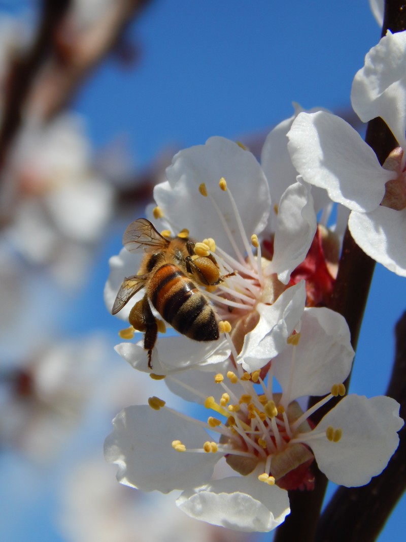 How to Support Bees and Promote Their Conservation