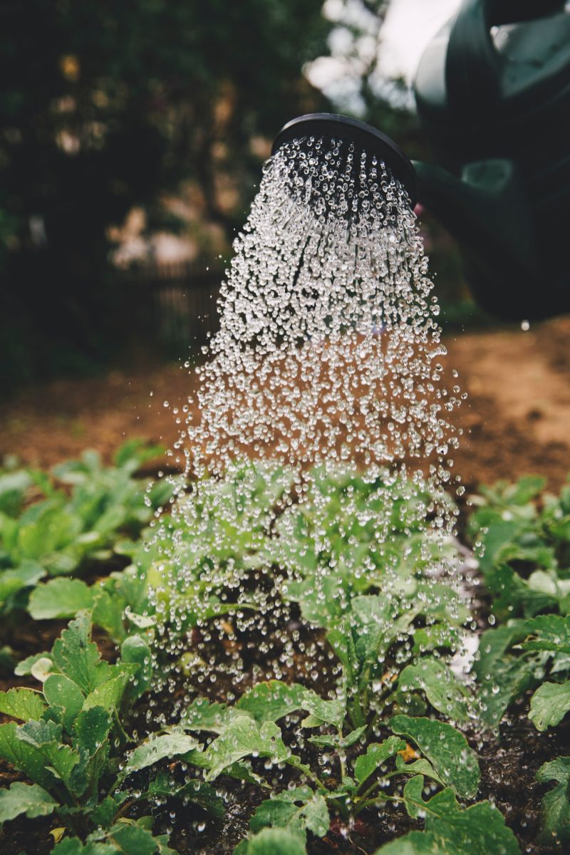 Water Conservation in the Garden