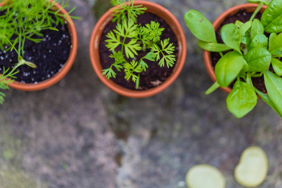 Understanding Herb Basics