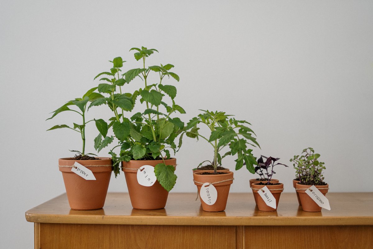 Indoor vs. Outdoor Herb Gardening