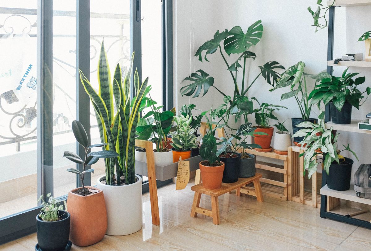 Understanding the Importance of Indoor Plants