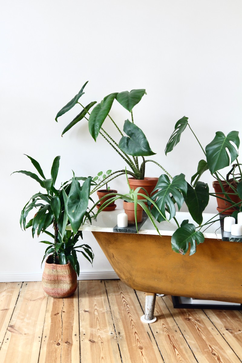 Indoor Plants and Air Quality