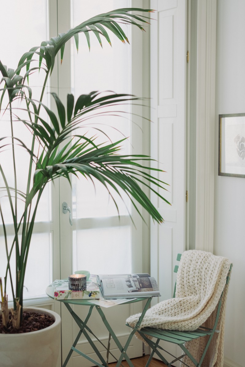 Creating a Green Space with Indoor Plants