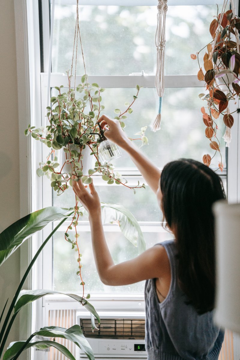 Troubleshooting Common Indoor Plant Issues