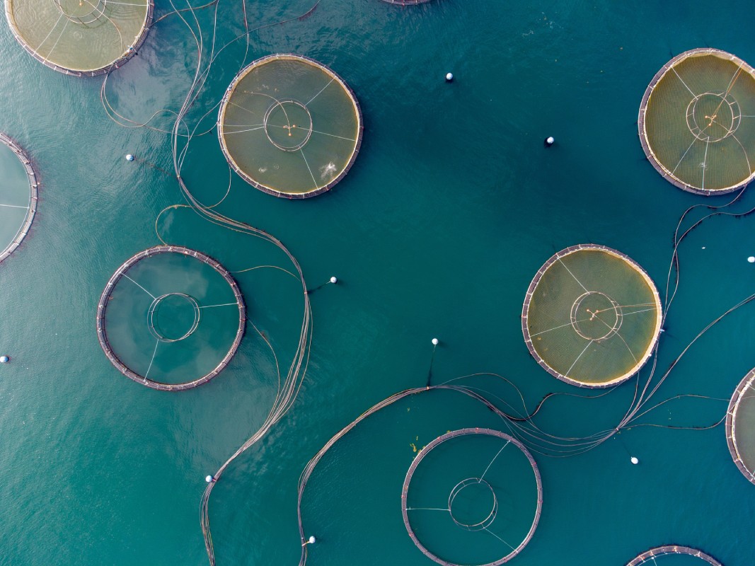 Role of Aquaculture in Sustainable Fisheries
