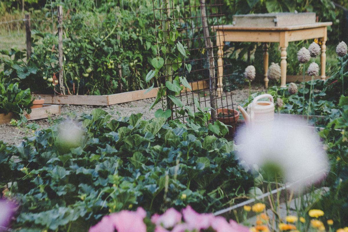 Choosing the right crops for your urban farm